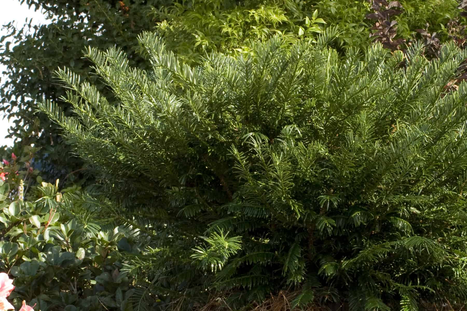Heat tolerant, drought resistant, and shade loving plum yew