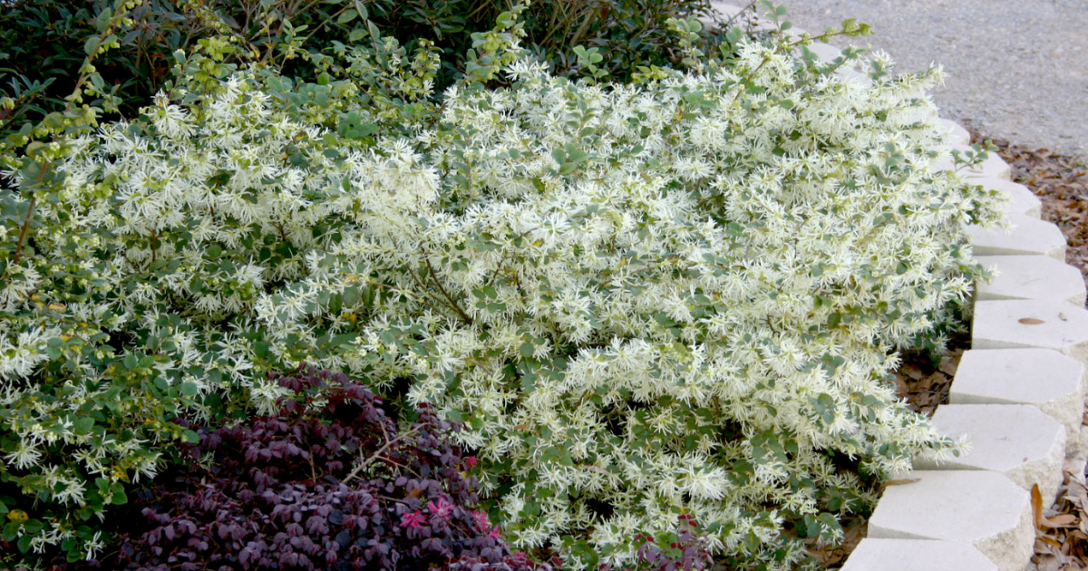 Emerald Snow® Loropetalum shrub covered in white fringe flowers, creating a soft evergreen flowering hedge along a garden border with stone edging